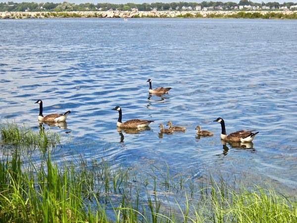 Canada Goose